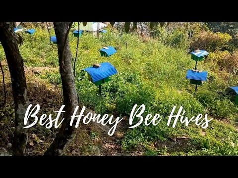 Type of Bee hives, organic honey, natural honey.
