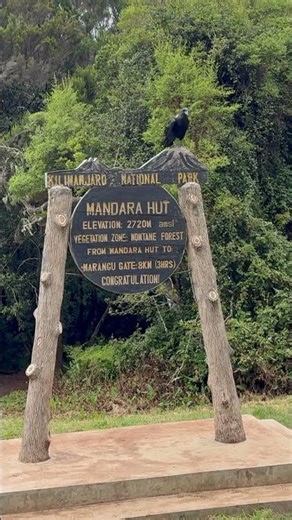 Hiking Mount Kilimanjaro: Reaching Mandara Huts on the Marangu Route