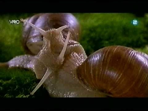 Microcosmos L peuple de I' Herbe 1996
