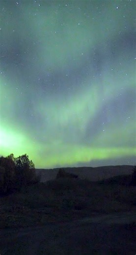 Moose on the loose sounds spooky during night | Aurora Borealis Observatory