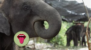 Ever wondered what's inside an elephant nose? here. #lifestyle #insider #tourism #businessinsiderssa | Business Insider Africa | Facebook