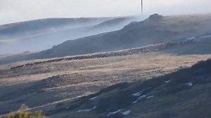 What a sight! Colorado is home to the largest elk population in world, which isn't hard to imagine when watching this giant herd move across the landscape. 📹: Colorado Parks & Wildlife NE Region | KRDO13