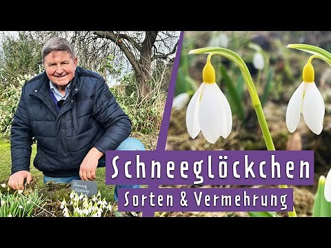 Caring for, propagating, and discovering great varieties of snowdrops | MDR Garden