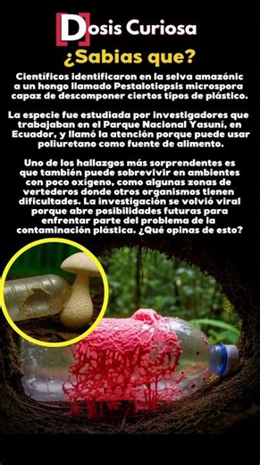 Este hongo sobrevive donde nada más puede #increíble #ciencia