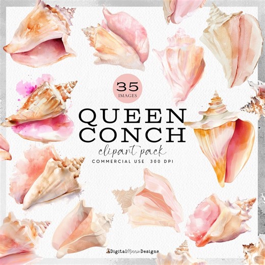 Watercolor Queen Conch Shell Clipart, Beach Theme, Ceviche Branding Graphic, Shellebration Invitation, She'll Be Here, Bahamas, Keys - Etsy