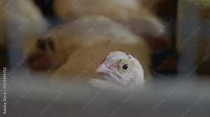 Little chicks and quail in a brooder with a heat lamp, chicks and quail keep warm in an organic poultry farm. Little chicken on a broiler chicken farm.