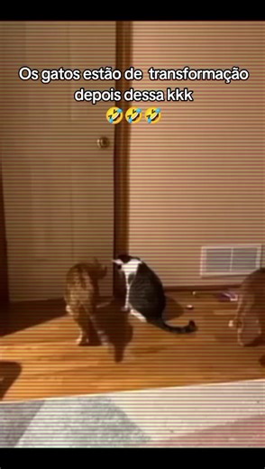 Os gatos estão de transformação depois dessa 🤣🤣🤣