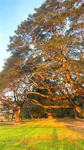 Sunrise 🌄 Angkor Wat Cambodia 🇰🇭 #angkor_wat_of_cambodia_🇰🇭♥ #tiktokviraltrending #trending #viral #tiktokviral