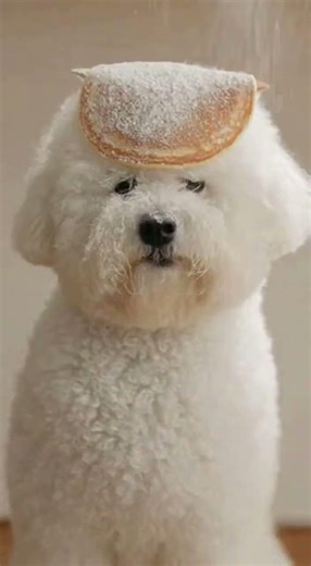 Automatic Flipper Pancake Dog Animal Pet