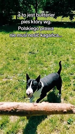 kaganiec nie jest wymagany dla bulteriera #bullterrier