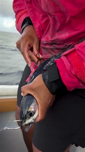 From Live Bait to Big Catch: Using Tuna to Hook a Mahi Mahi! 🎣 #fishing #shorts