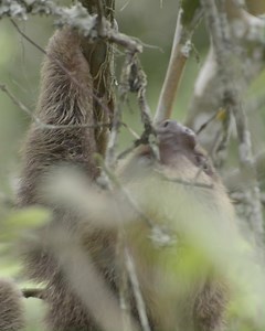 1.9K views · 194 reactions | These are stressful times - take a break and enjoy this footage of happy sloths in the wild  | World Animal Protection UK | Facebook
