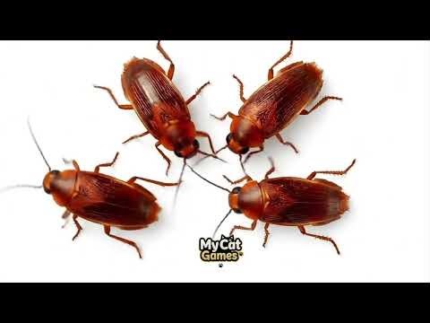 Cat Games 3 Compilation