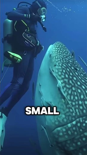 Why do whale sharks eat small creatures?