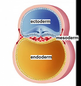 Reproduction and Development Overview