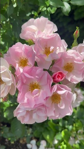 This is rose ‘Loyal companion’ #gardenerben