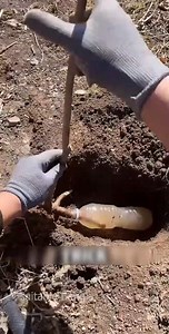 কম জলে কীভাবে দ্রুত গাছ বড় করা যায় | Water Saving