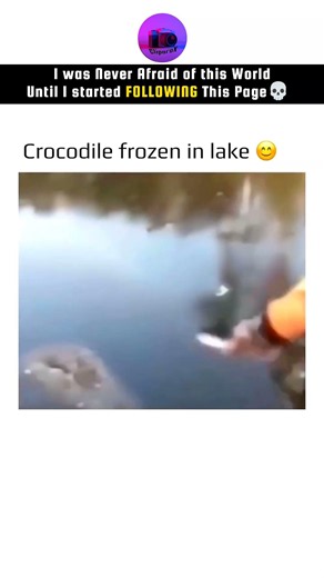 I was Never Afraid Of This World Until I Started FOLLOWING This Page 💀 #cliporax #crocodile #florida