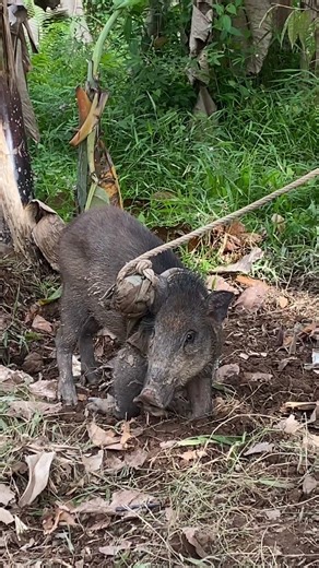 ada apa dengan babi hutan ini ❓ #anjingpemburu #boarhunting #shortvideo