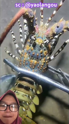 hunting animals on the seabed ⁉️🌸 sc : @yaolangou