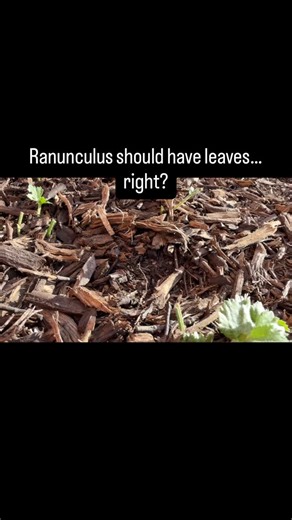 Kimberly Moore on Instagram: "I haven’t been too worried about it since the roots are what’s important for now but this is getting a bit ridiculous and I don’t want the rabbits to get too comfortable and stick around till spring. I’ll spread some “Rabbit Scram” today and hopefully that will do the trick! 🙏🤞"