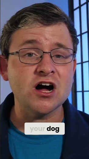 Unlock Dock Diving: Build Your Dog's Water Confidence (Don't Force It!)