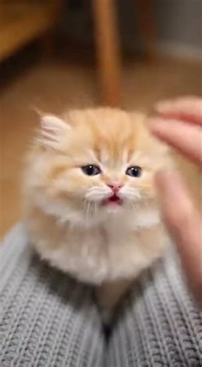 Relaxing Sounds of a Persian Kitten Meowing During First Grooming (Cat ASMR)