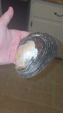 Clean an Abalone Shell with me! #conservation #art #tradition #indigenous