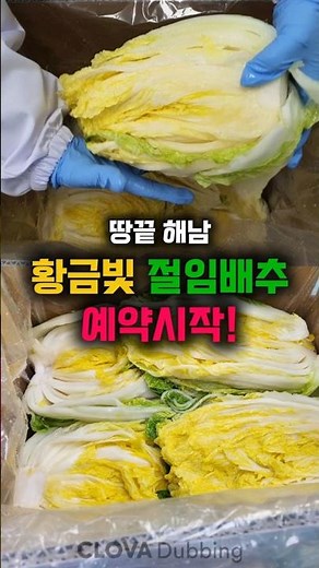 ★땅끝 해남 절임배추 예약 시작★ #절임배추 #김장준비 #해남