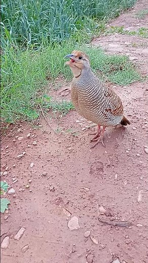 Desi Teetar Authentic | Partridge Bird Sounds#desiteetar #partridgesounds #natureaudio #birdcalls