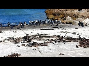 Penguins of Stony Point Nature Reserve | Betty's Bay, South Africa
