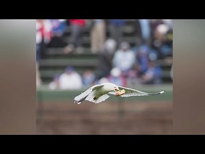 Seagull steals hot dog during Cubs game at Wrigley Field