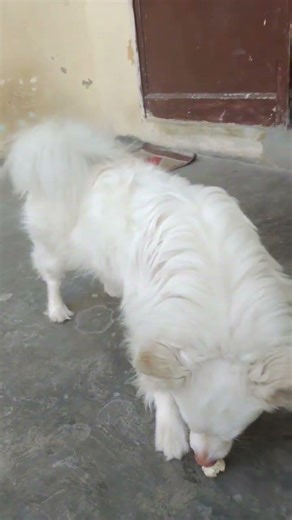 #viral #funny moments😆 dubara nhi duga haddi 😆 #new #funny #pets #pet lover #funniest video