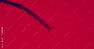 Fly leg under a microscope with floating bacteria and living organisms. Thriller red background. Housefly leg under extreme zoom and red filter. Red insect under a microscope. Fly under a scope. Musca