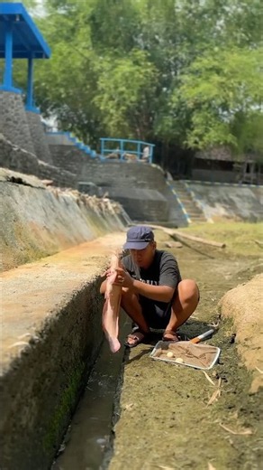 Looking for Monster Albino Catfish for Monster Toman Fish Friends #toman #tomanfish #catfish #alb...