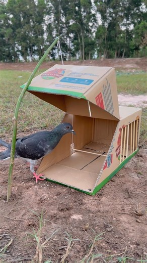 Creative Bird Trap Using Cardboard Box #shorts