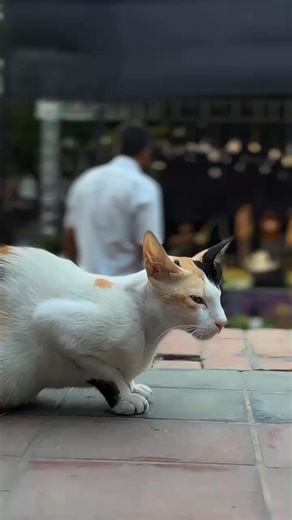 Check out the live event as people vibe with the beats when the music fills the air at Chef's Table Courtside! A full day of joy, rhythm and whimsical entertainment!#ChefsTableCourstside #ChefsTable #LiveMusic #Rhythm #Beats | Chef’s Table Courtside