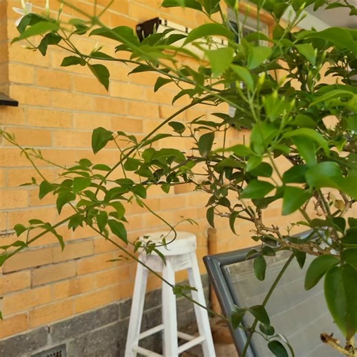 22 reactions | How long do the branches on a jasmine bonsai grow? | Adelaide Bonsai Pottery | Facebook