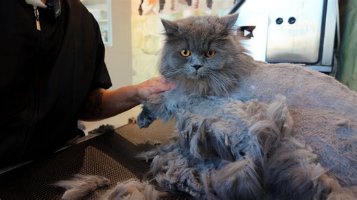 Tofi the cat’s challenging bath time