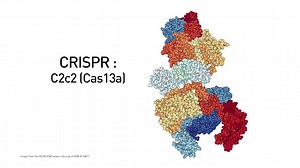 Sherlock Detecting disease with CRISPR