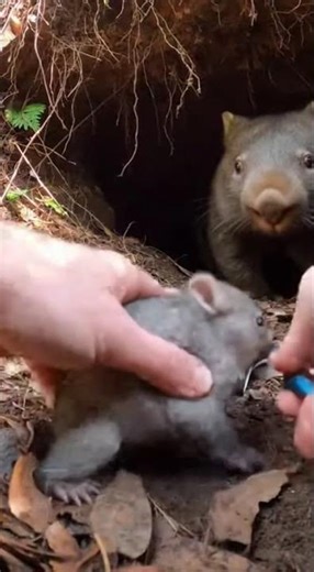 Hands Loosen Spring Trap in a Dense Forest Den