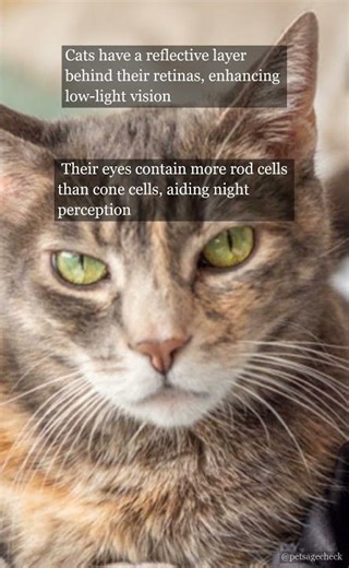 The Secret to Cats' Night Vision! 🌙 | PetAgeCheck
