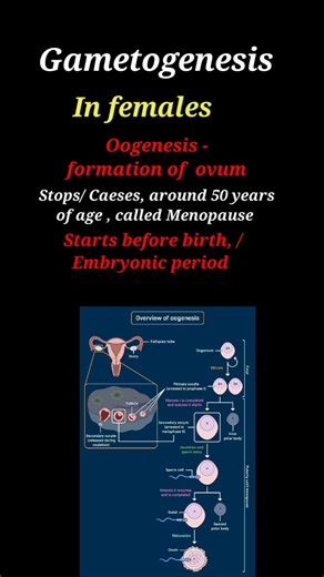 Gametogenesis|Human Reproduction| class12 #biology #neetaspirents #neet