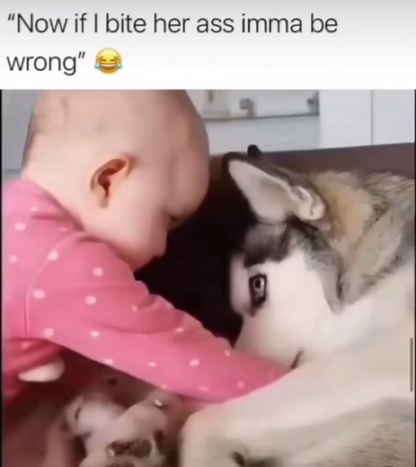 Dog.. #fy #fyp #viral? #dogsoftiktok