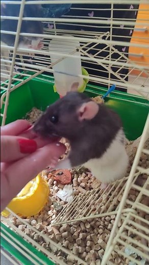 Rat eats cheese 🐭🧀 #rat #funnyrat #ratlife #rats #animalshorts #petrat