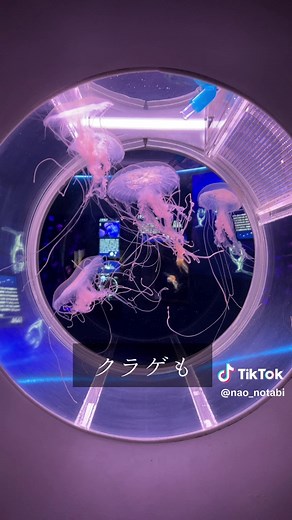 島根県立しまね海洋館アクアスでの楽しい一日