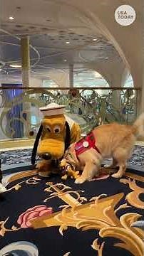 Darling Disney moment: Pluto warmly greets golden retriever superfan