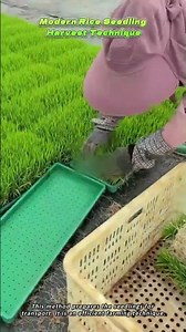 Modern Rice Seedling Harvest Technique