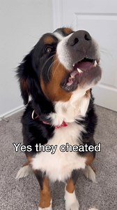 136K views · 3.9K reactions | Derek vs the Lord  Jason Banks Comedy #jasonbankscomedy #derek #dogskit #basketball #baneandbrue #bernesemountaindog #germanshepherd | grizzly.bane | Facebook