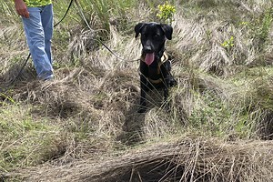 Florida’s new python-sniffing dogs have 1st success